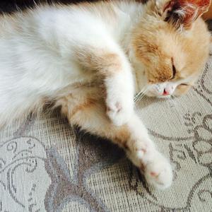 隐凸凸隐自由凸轮的图片
